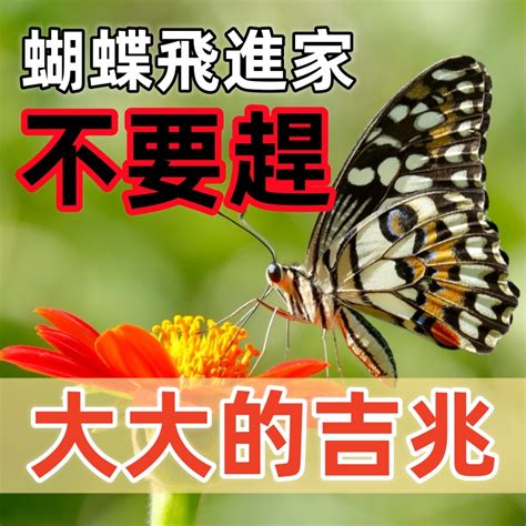 蝴蝶飛來家裡代表什麼|家裡進蝴蝶有什麼預兆 代表是吉還會凶